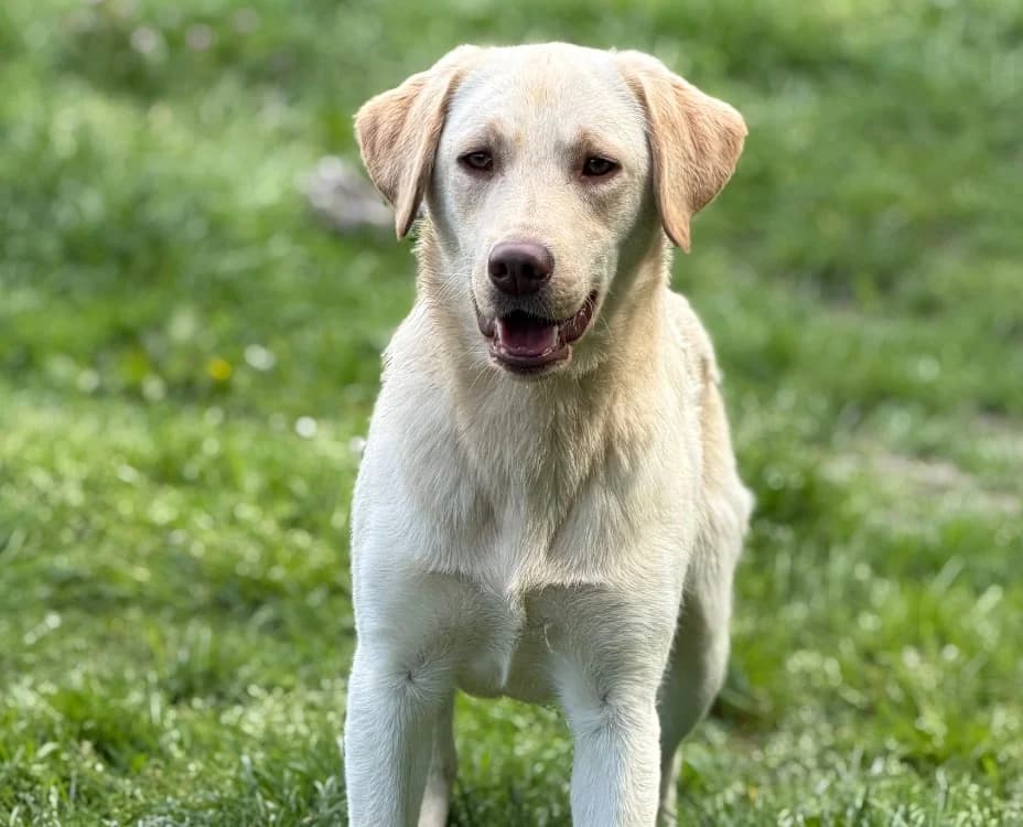 Asio, male young Labrador Retriever for adoption at SPA Compiègne, Compiègne
