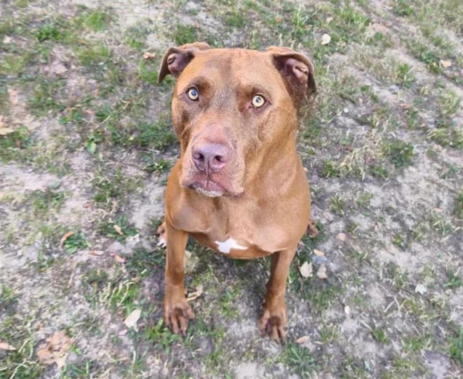Ramsès, male 5yo Mixed Breed for adoption at SPA Compiègne, Compiègne