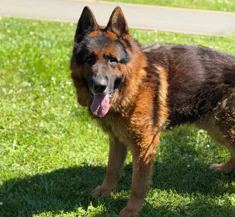Pablo, male 6yo German Shepherd for adoption at SPA Compiègne, Compiègne