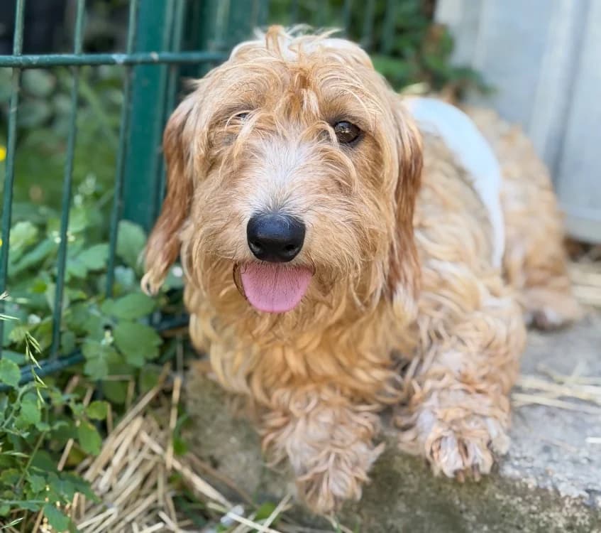 Tika, female 3yo Dachshund for adoption at SPA Compiègne, Compiègne