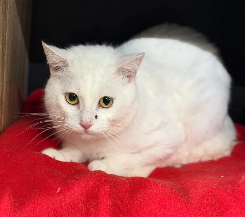 Souati, male 3yo Mixed Breed for adoption at SPA Compiègne, Compiègne