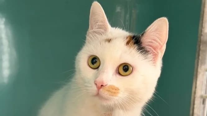 Pirouette, female young Mixed Breed for adoption at SPA Compiègne, Compiègne
