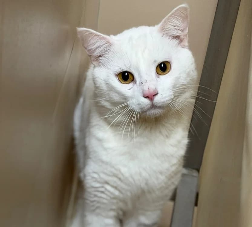 Coton, male 4yo Mixed Breed for adoption at SPA Compiègne, Compiègne