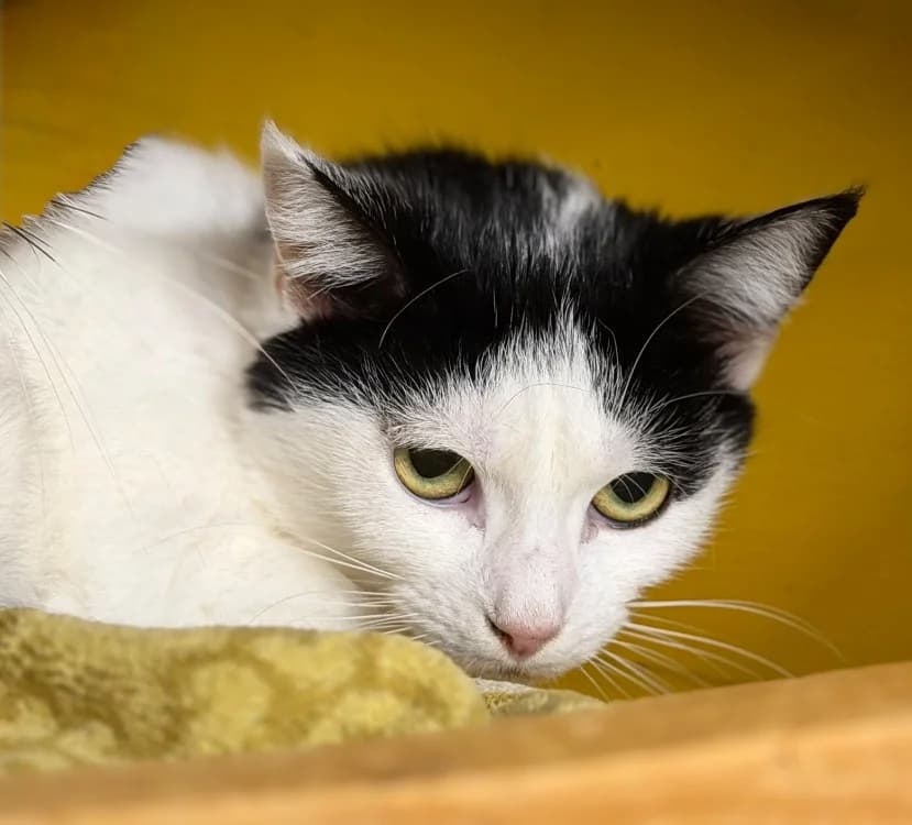 Kitty, female 4yo Mixed Breed for adoption at SPA Compiègne, Compiègne