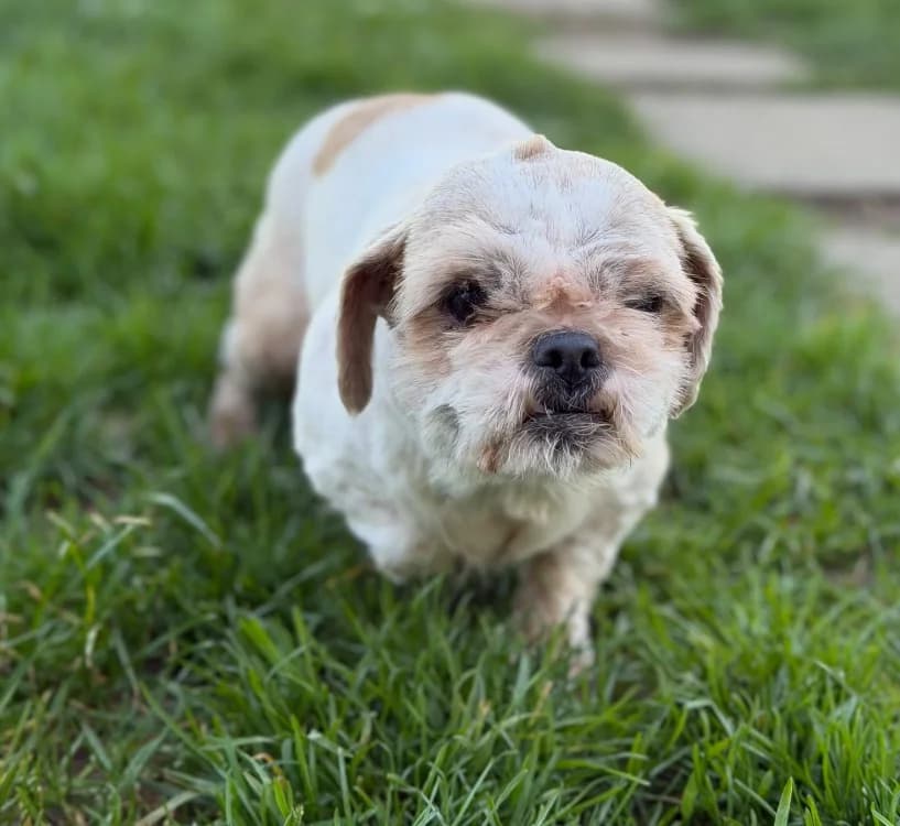 Lina, female young Shih Tzu for adoption at SPA Compiègne, Compiègne