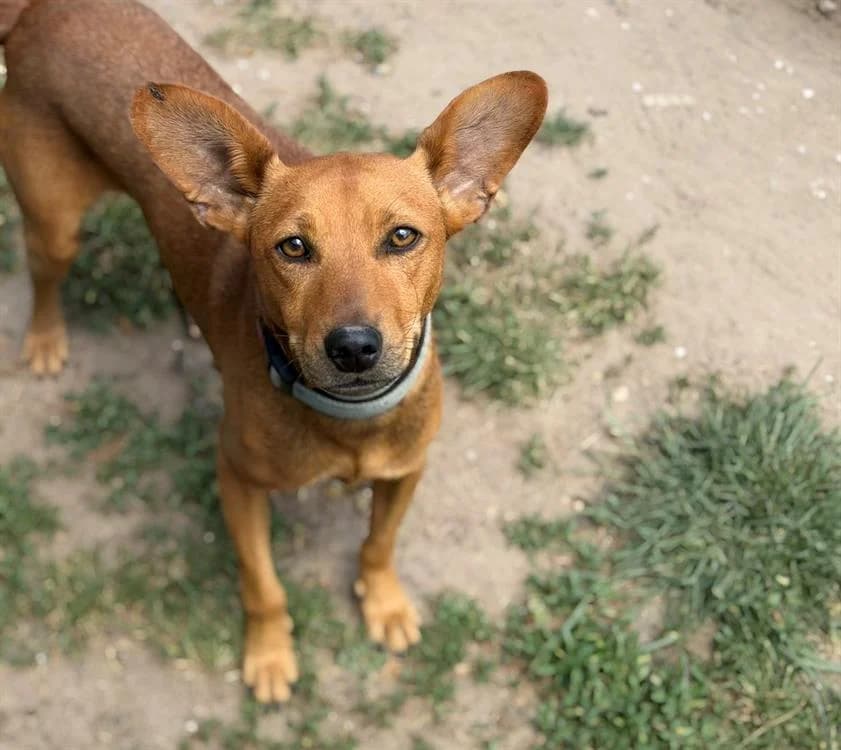 Leon, male young Mixed Breed for adoption at SPA Compiègne, Compiègne