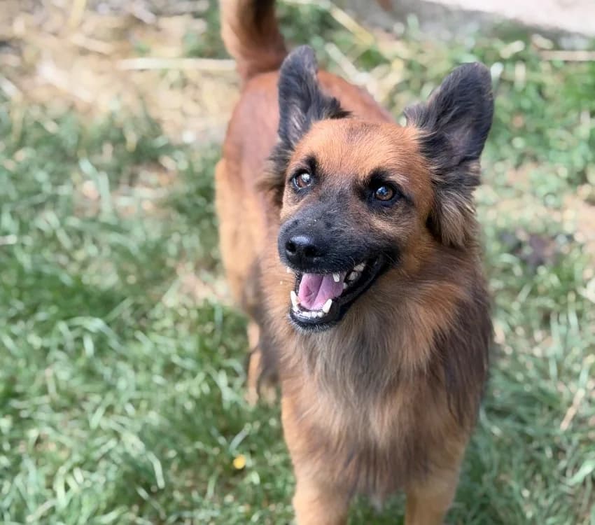 Leo, male 3yo Mixed Breed for adoption at SPA Compiègne, Compiègne