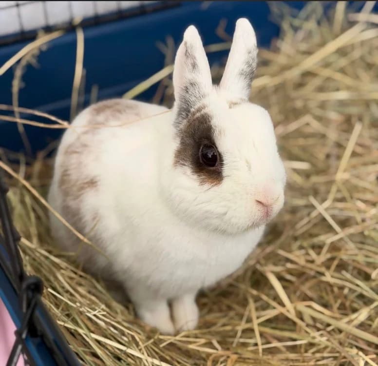 Caramel, male 4yo Mixed Breed for adoption at SPA Compiègne, Compiègne