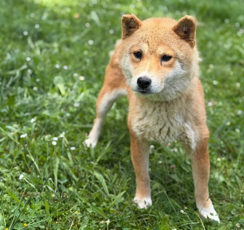Papaye, female 6yo Shiba Inu for adoption at SPA Compiègne, Compiègne