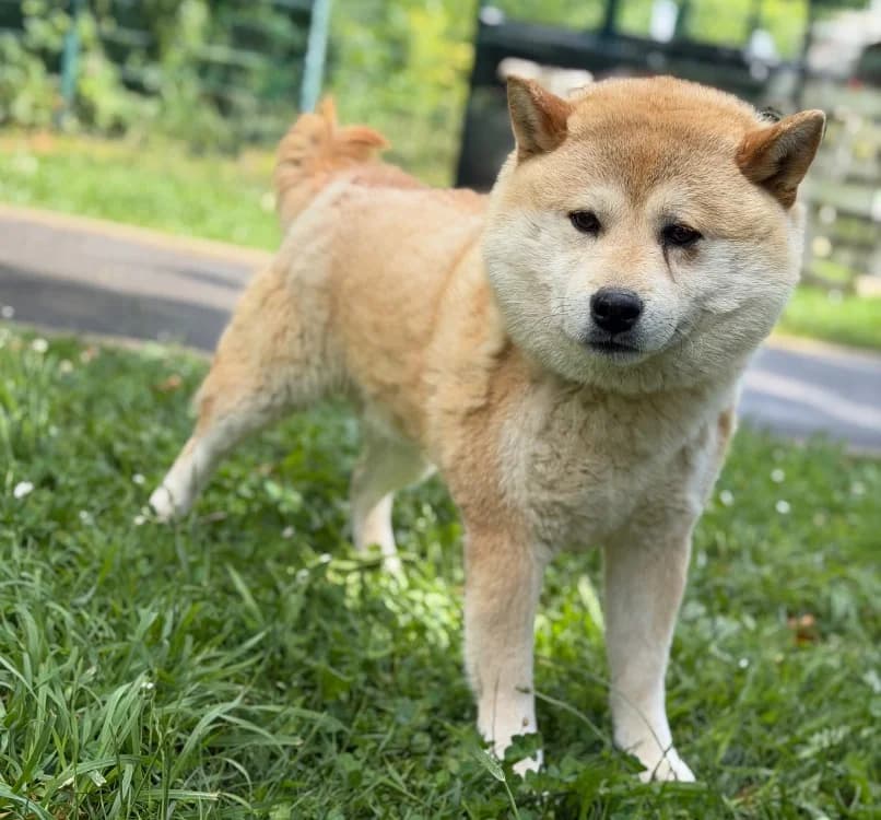 Sparow, male 5yo Shiba Inu for adoption at SPA Compiègne, Compiègne