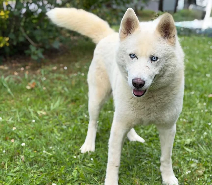 Phantom, male 7yo Husky for adoption at SPA Compiègne, Compiègne