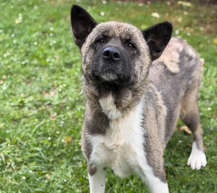 Roxane, female 5yo Akita for adoption at SPA Compiègne, Compiègne