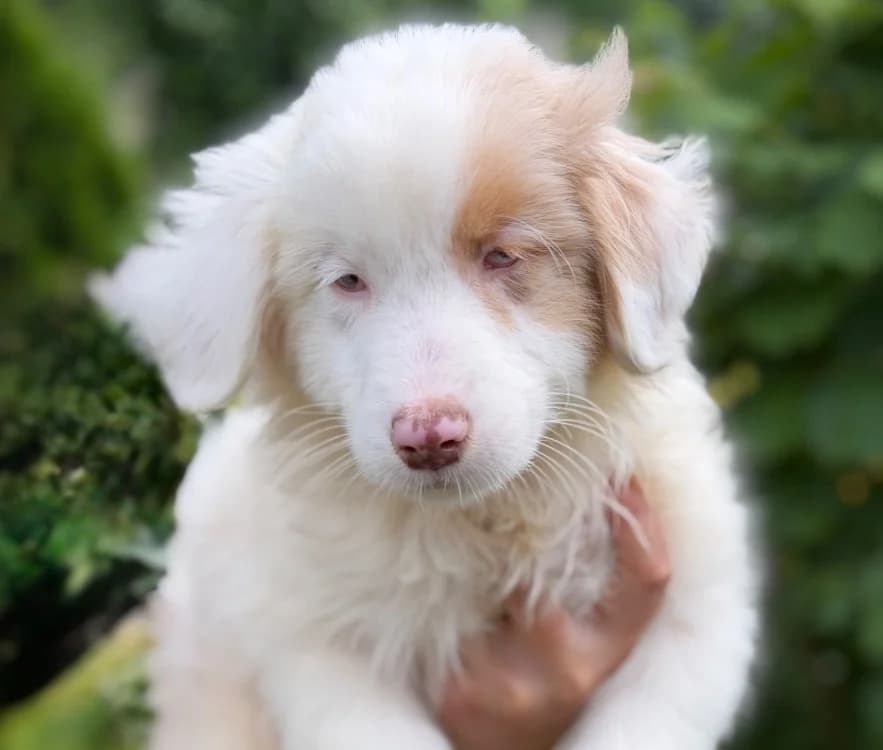 Paolina, female Australian Shepherd for adoption at SPA Compiègne, Compiègne