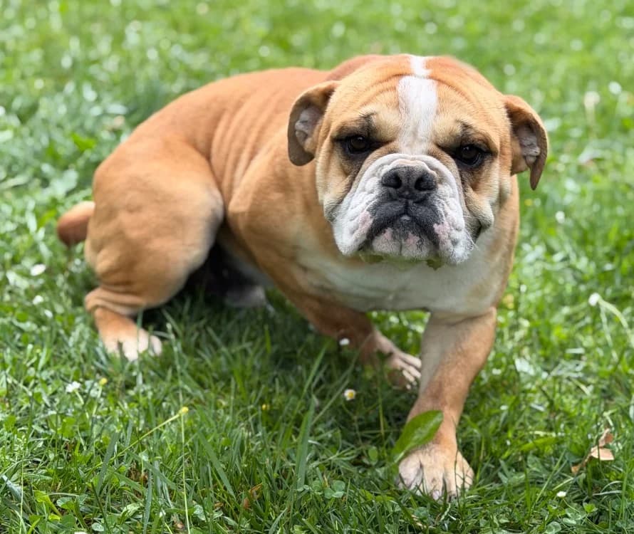 Virgule, male young French Bulldog for adoption at SPA Compiègne, Compiègne