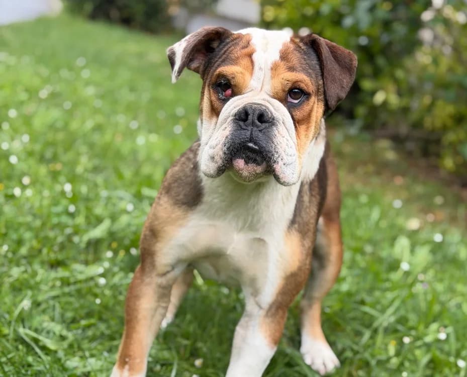 Victoire, female young French Bulldog for adoption at SPA Compiègne, Compiègne