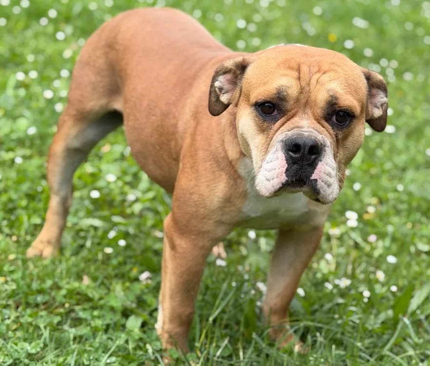 Venise, female young French Bulldog for adoption at SPA Compiègne, Compiègne