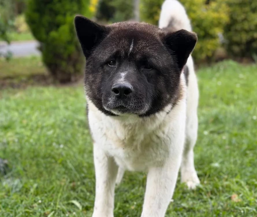 River, male 5yo Akita for adoption at SPA Compiègne, Compiègne