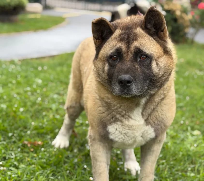 Seira, female 5yo Akita for adoption at SPA Compiègne, Compiègne