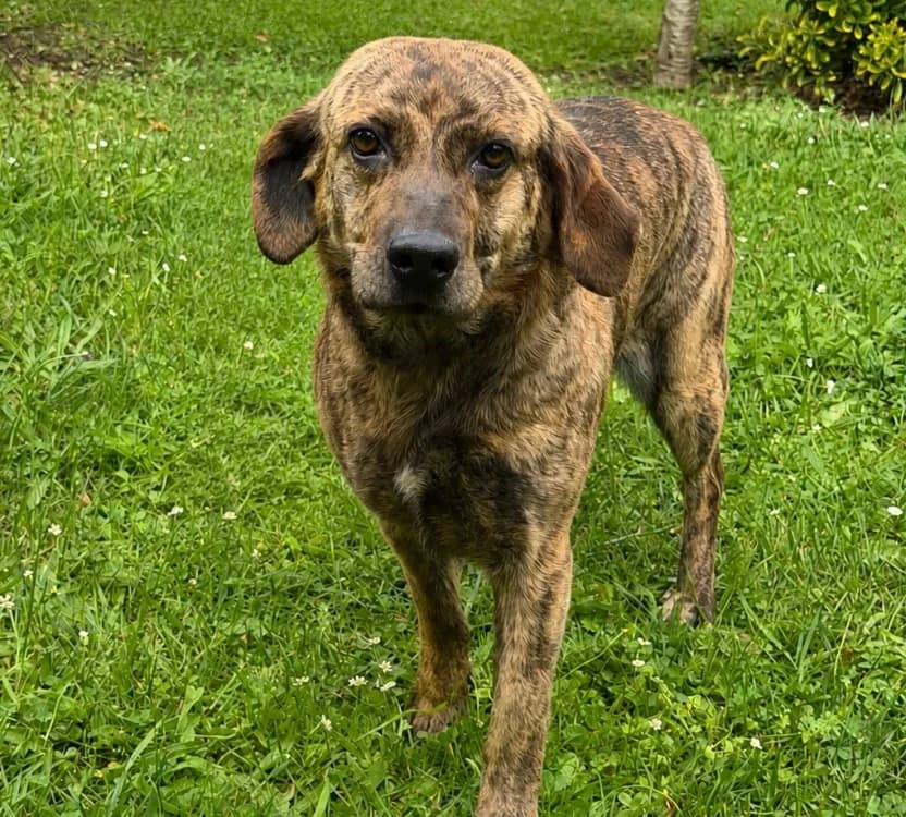 Louna, female young Mixed Breed for adoption at SPA Compiègne, Compiègne