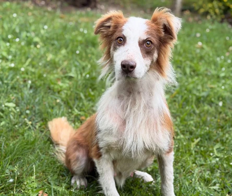 Peche, female 6yo Australian Shepherd for adoption at SPA Compiègne, Compiègne