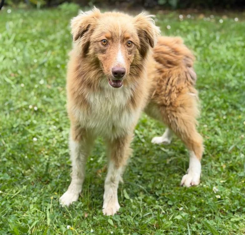 Dindon, male young Australian Shepherd for adoption at SPA Compiègne, Compiègne