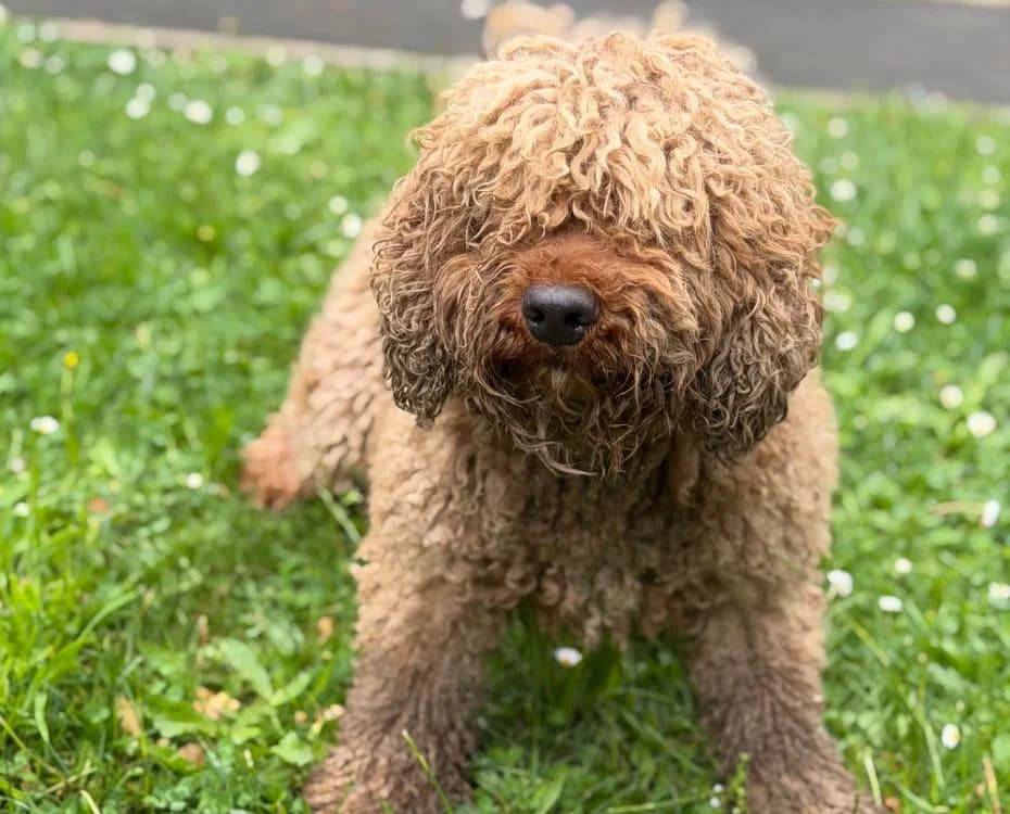 Jackson, male 4yo Poodle for adoption at SPA Compiègne, Compiègne