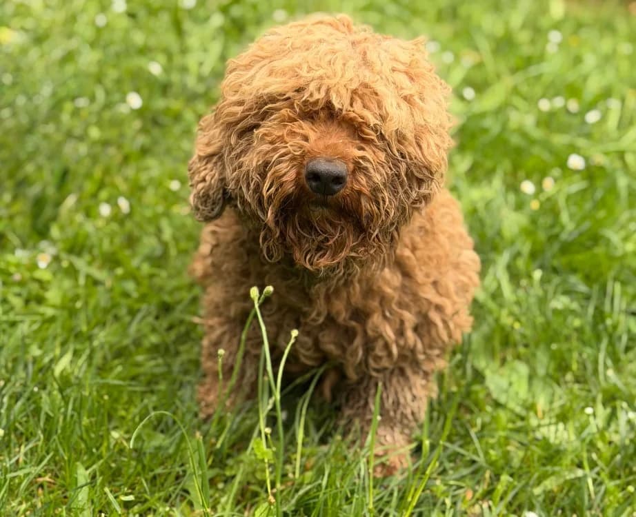 Jasmine, female 4yo Poodle for adoption at SPA Compiègne, Compiègne
