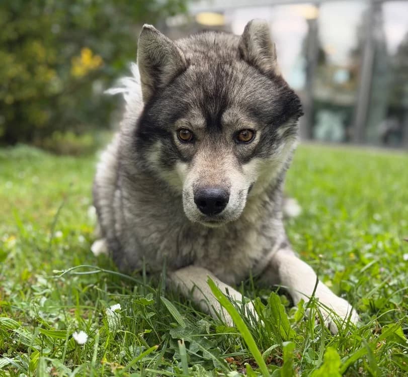 Ptiloup, male 3yo Husky for adoption at SPA Compiègne, Compiègne