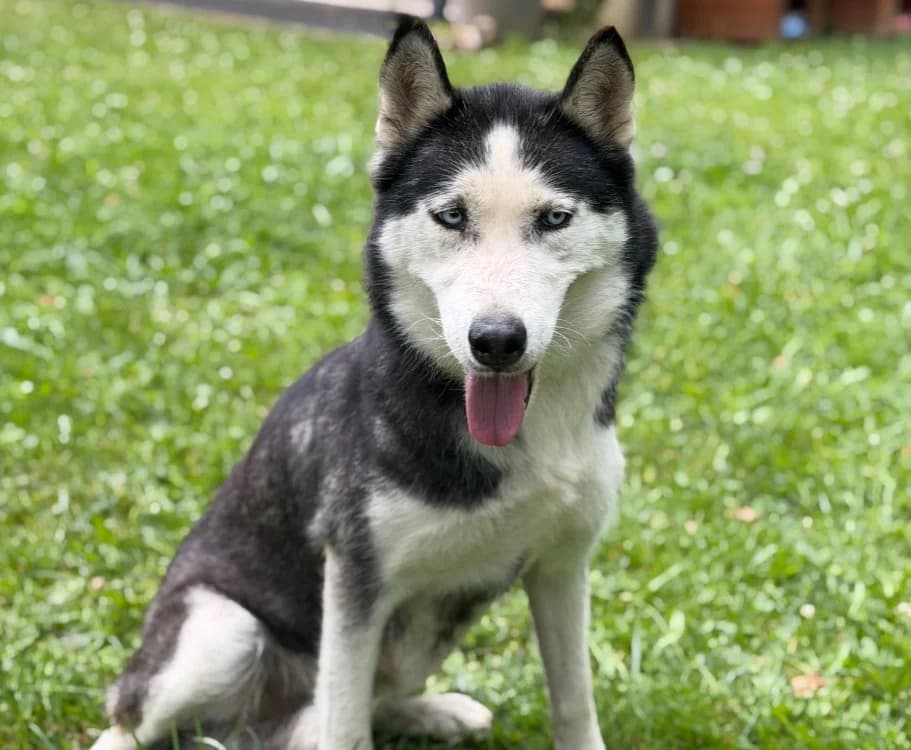 Talya, female senior Husky for adoption at SPA Compiègne, Compiègne