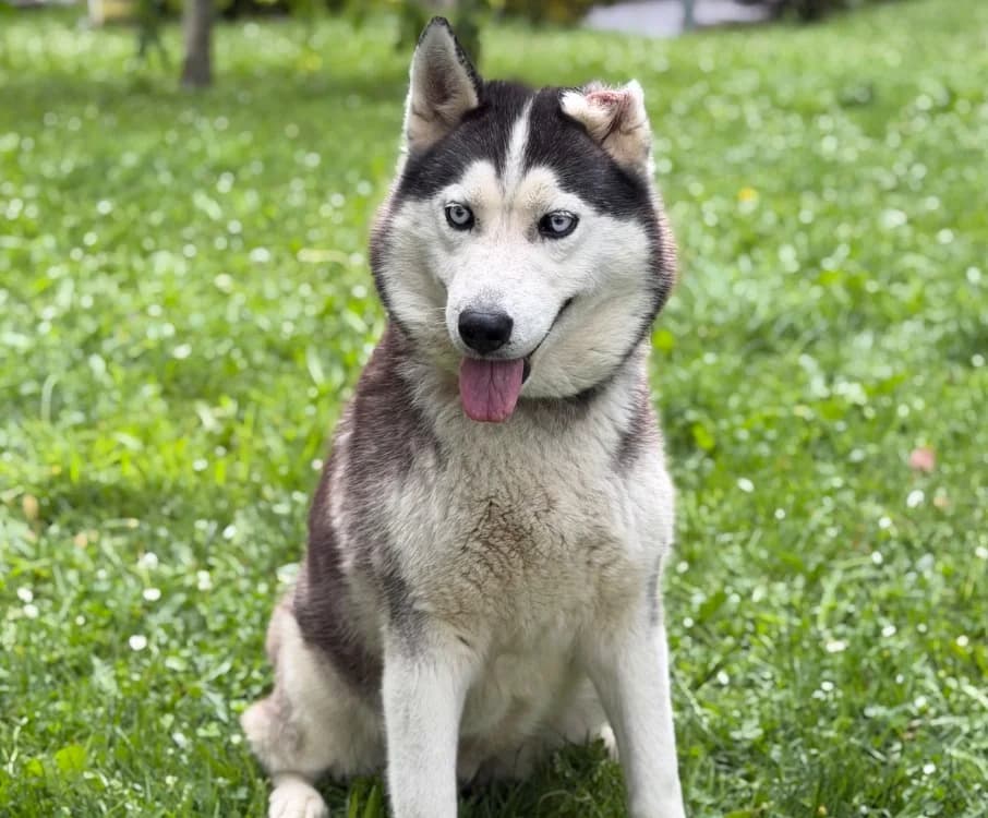 Pépite, female 6yo Husky for adoption at SPA Compiègne, Compiègne
