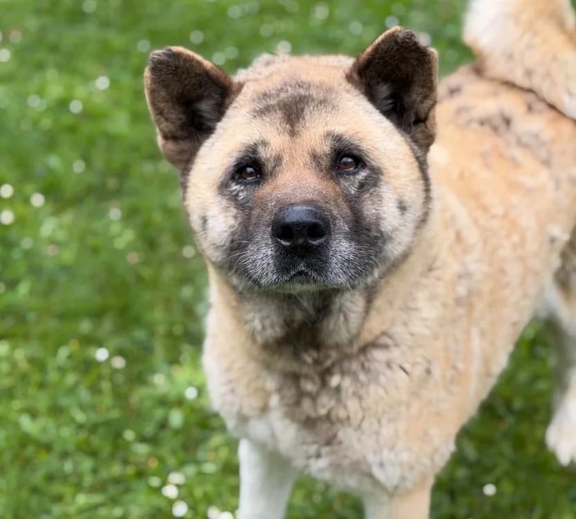 Hilda, female senior Akita for adoption at SPA Compiègne, Compiègne