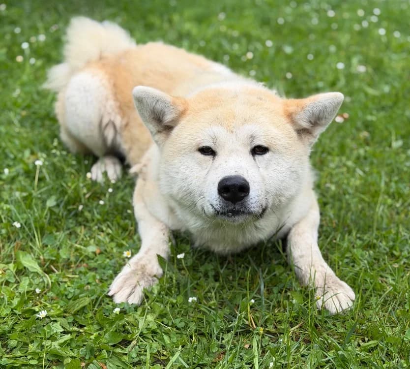 Kyoto, male 3yo Akita for adoption at SPA Compiègne, Compiègne