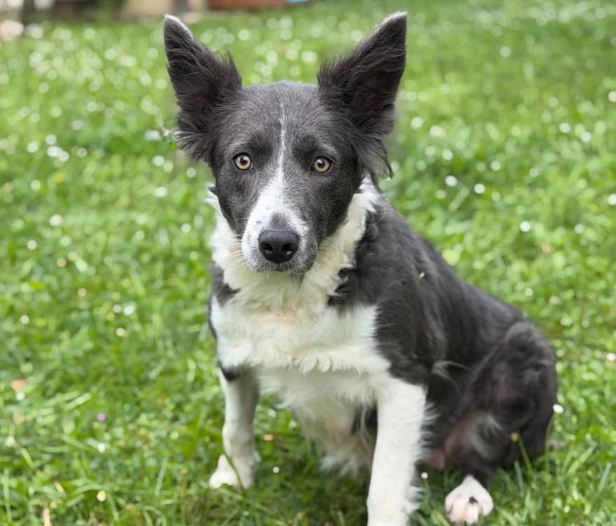 Ulina, female young Border Collie for adoption at SPA Compiègne, Compiègne