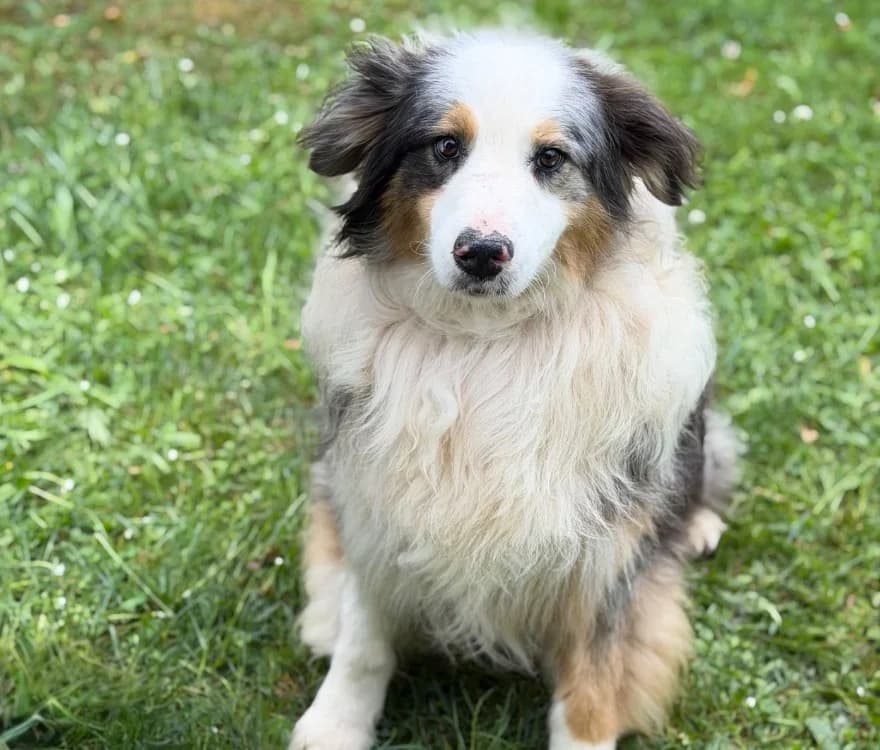 Airplane's, male senior Australian Shepherd for adoption at SPA Compiègne, Compiègne