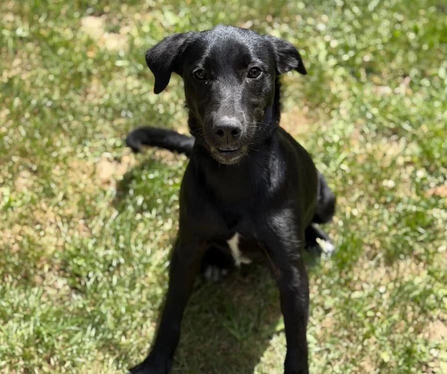 Talka, female puppy Mixed Breed for adoption at SPA Compiègne, Compiègne