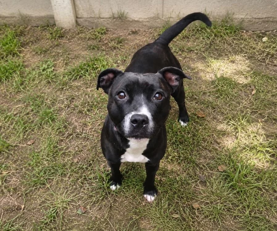 Shaka, female 3yo Staffordshire Bull Terrier for adoption at SPA Compiègne, Compiègne