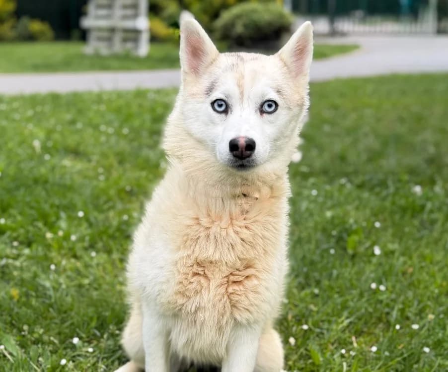 Georgia, female young Mixed Breed for adoption at SPA Compiègne, Compiègne