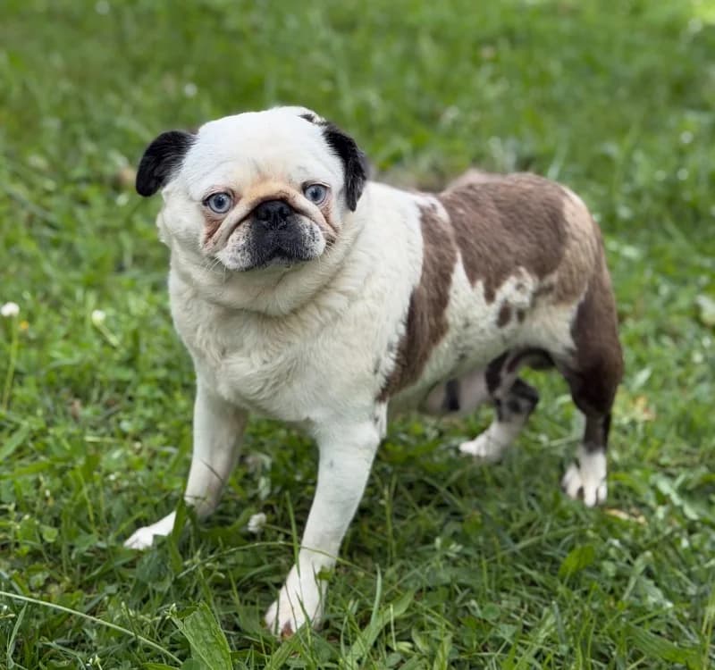 Shanna, female 3yo Pug for adoption at SPA Compiègne, Compiègne