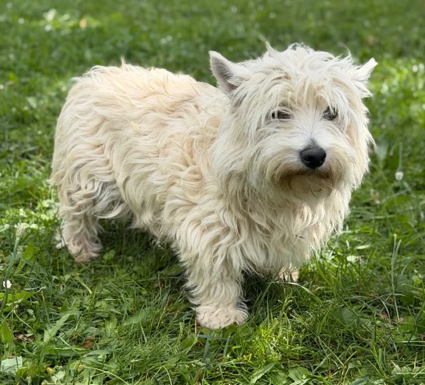Bounty, female 5yo West Highland White Terrier for adoption at SPA Compiègne, Compiègne
