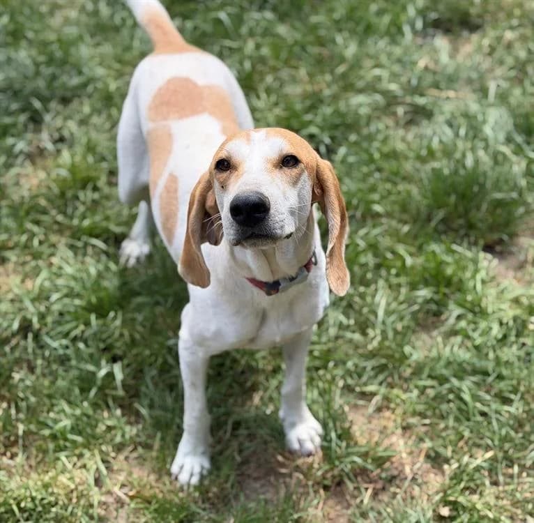 Becky, female young Mixed Breed for adoption at SPA Compiègne, Compiègne