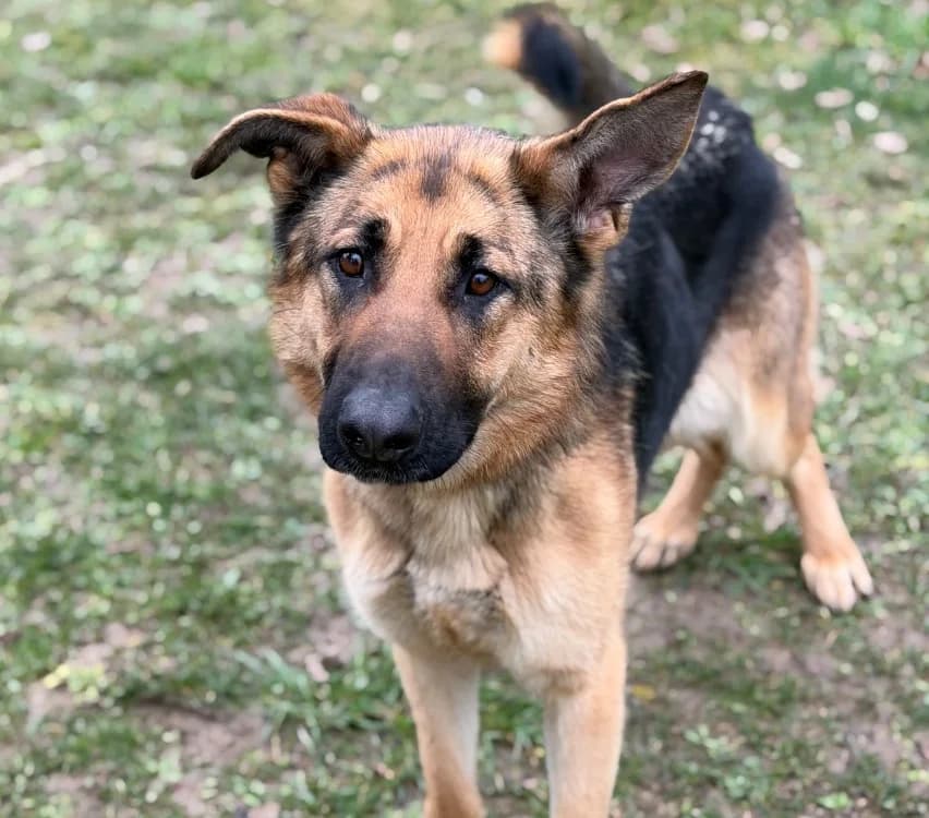 Roxy, female young German Shepherd for adoption at SPA Compiègne, Compiègne