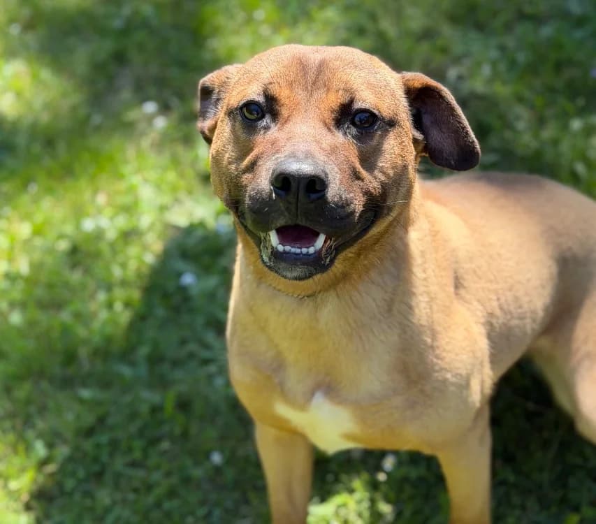 Hope, Mixed Breed (SPA Compiègne)