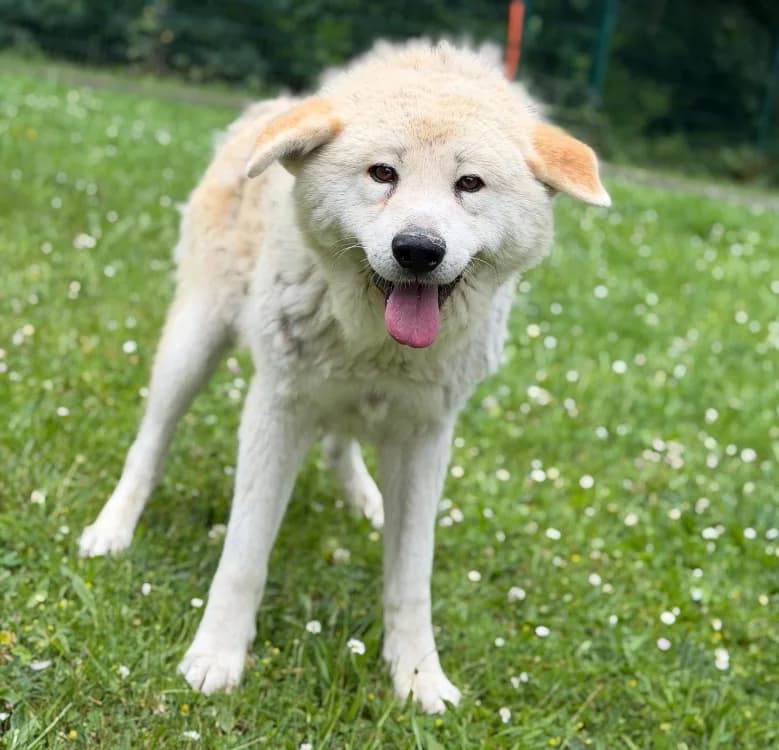 Nepal, Akita (SPA Compiègne)