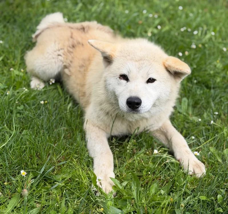 Alba, Akita (SPA Compiègne)