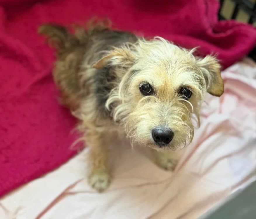 Nilou, female senior Yorkshire Terrier for adoption at SPA Compiègne, Compiègne