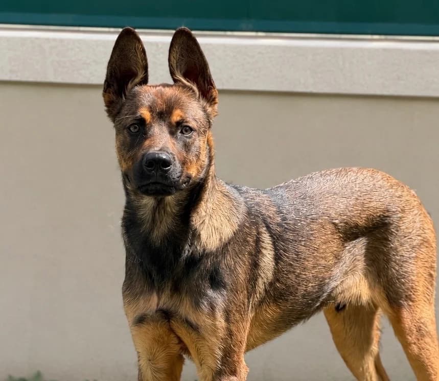 Adès, male Mixed Breed for adoption at SPA Compiègne, Compiègne
