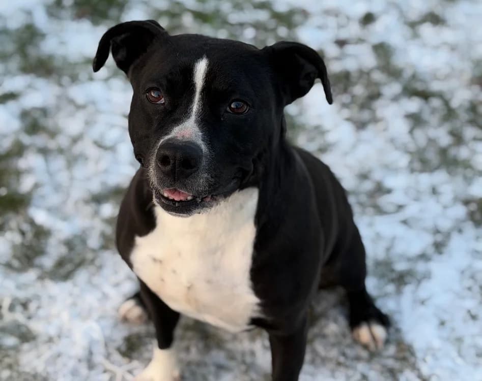 Lola, female senior Mixed Breed for adoption at SPA Compiègne, Compiègne