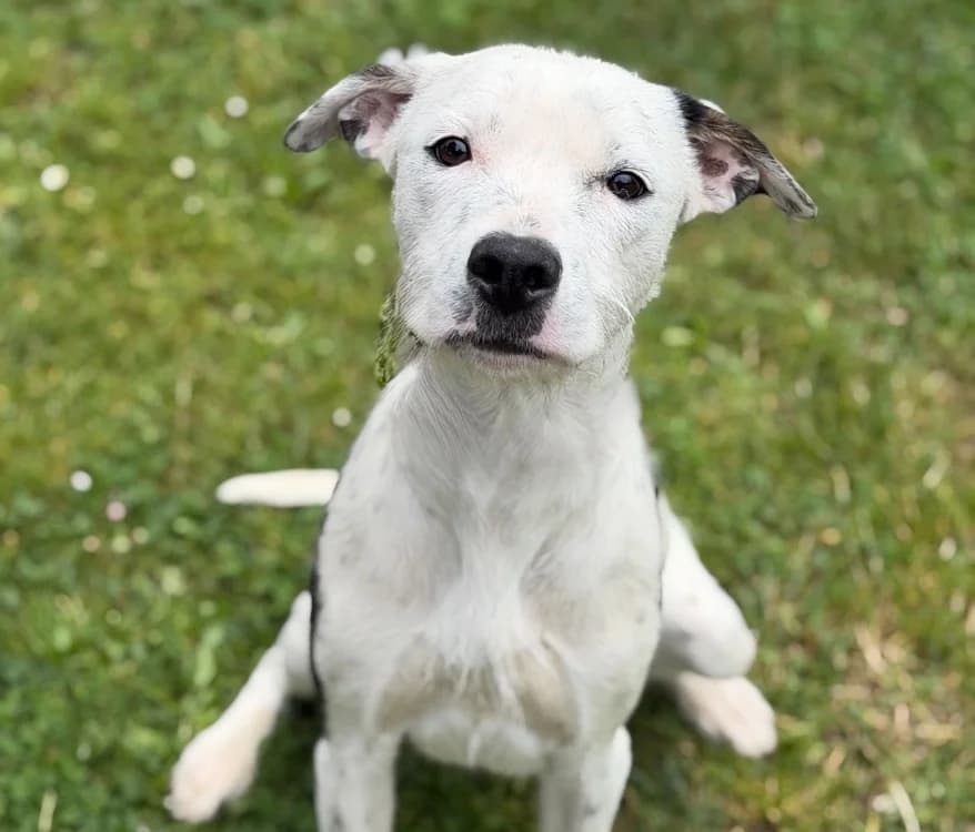 Nala, female young Mixed Breed for adoption at SPA Compiègne, Compiègne