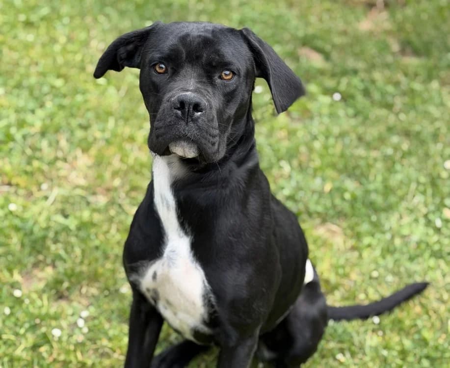 Zora, female young Cane Corso for adoption at SPA Compiègne, Compiègne
