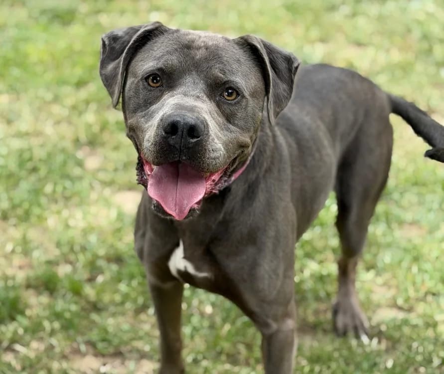 Georges, male 4yo Mixed Breed for adoption at SPA Compiègne, Compiègne